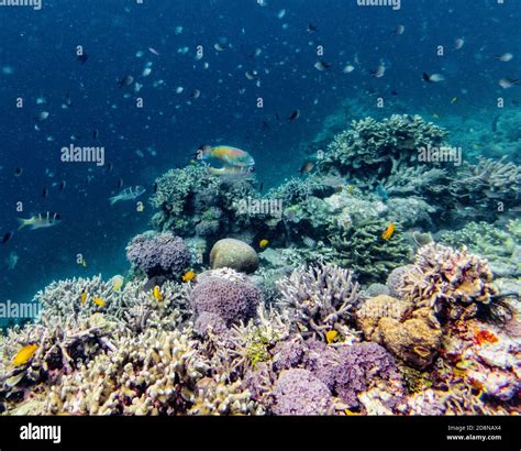 Papua New Guinea coral reef Stock Photo - Alamy