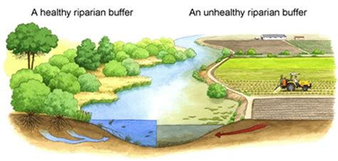 River Ecology - River Ecology and Wildlife - About the River - Friends of the Chicago River