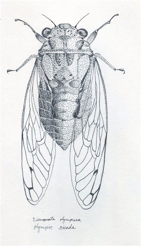 Scientific Illustration | Insect art, Scientific illustration, Cicada tattoo