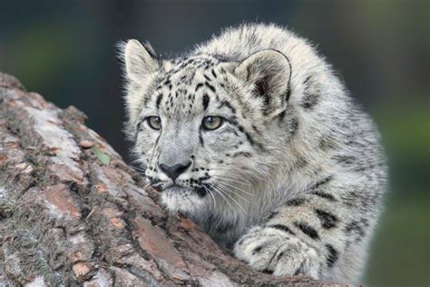 Snow leopards & Red pandas: How to conserve Nepal’s most elusive ...