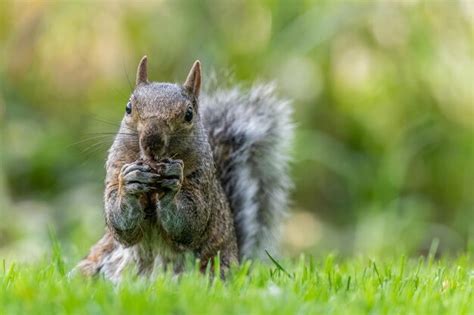 Premium Photo | Adorable squirrel in a picturesque woodland habitat ...