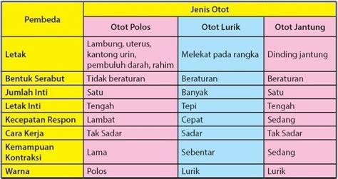 Ciri Ciri Otot Polos Lurik Jantung – Gudang Materi Online