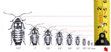 New Adult Female Dubia Roaches • Dubia Roach Depot