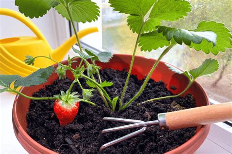 Strawberry Plant Growth Stages: Understanding the Fruit Development Process