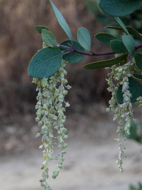 Garrya flavescens var. pallida, Pale Ashy Silk-tassel Bush.