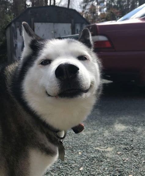 14 Emotions of Huskies That Will Make You Smile | PetPress