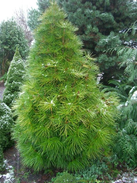 sciadopitys-verticillata-japanese-umbrella-pine | Dwarf trees for landscaping, Dwarf evergreen ...