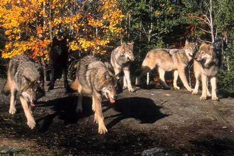 Wolf Pack in Forest Photograph by Larry Allan