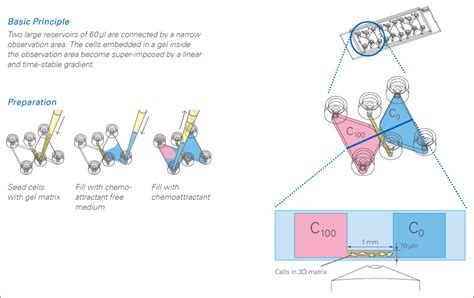 µ-Slide Chemotaxis | Reproducible Chemotaxis Assays | ibidi