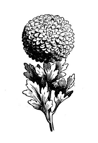 Antique Engraving Illustration Incurved Chrysanthemum Stock Illustration - Download Image Now ...