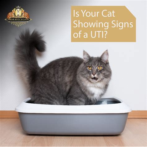 Is Your Cat Showing Signs of UTI?