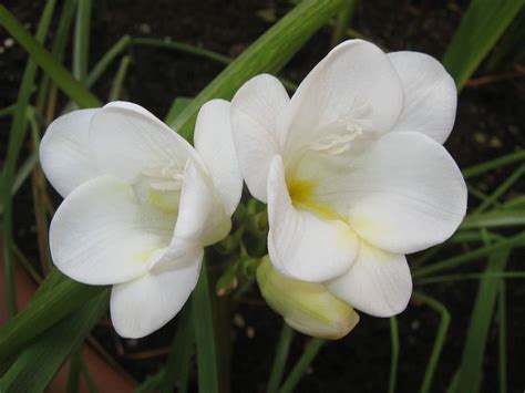 Learn about Nature | Freesias-The Lovely January Flowers From South Africa - Learn about Nature