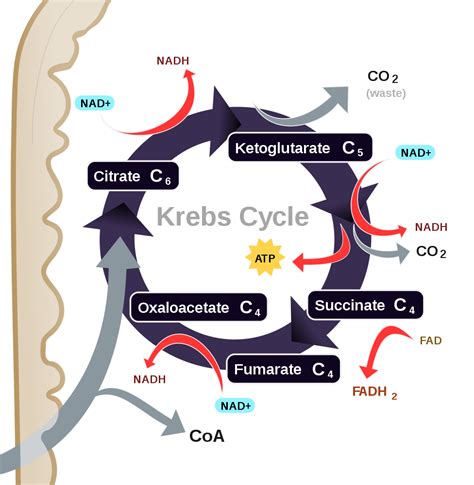 Krebs Cycle Diagram Easy