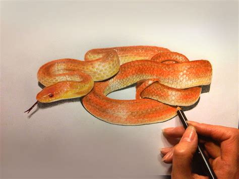 Snake Drawing Color - Drawing.rjuuc.edu.np