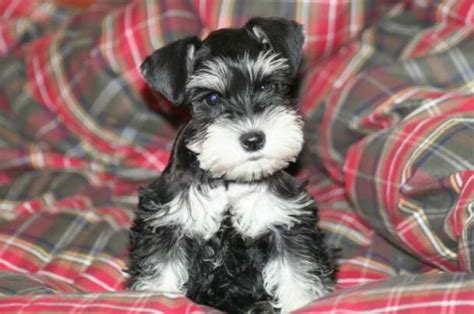 Toy Schnauzer Breeders In Virginia | Wow Blog