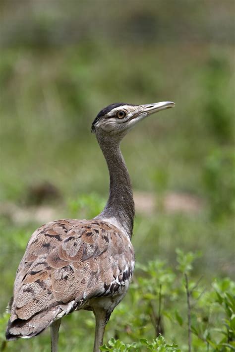 "Australian Bustard" by Jeremy Weiss | Redbubble