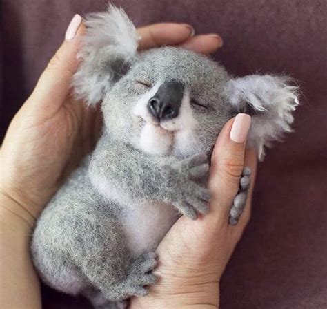 Koala Cuddles : r/aww