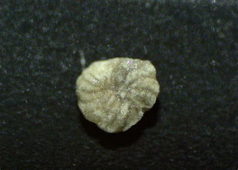 Is this Foraminifera? - Fossil ID - The Fossil Forum