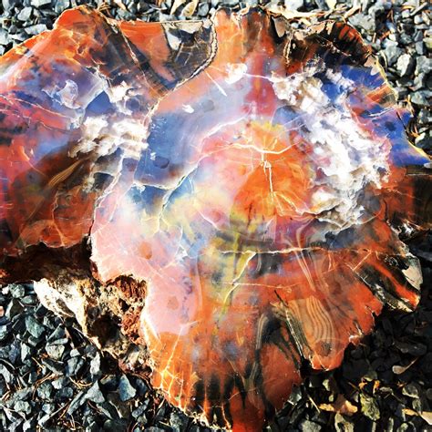 Beautiful colors in this Petrified Wood : r/MineralPorn