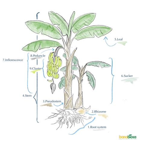 Banana tree or banana herb - BANABIO S.A.