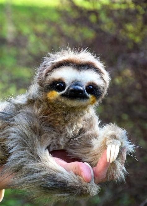 Sloth | Etsy in 2021 | Cute sloth pictures, Cute baby sloths, Sloth