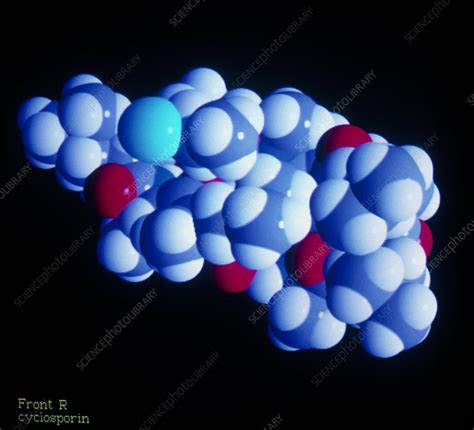 Molecular structure of cyclosporin - Stock Image - A624/0002 - Science Photo Library