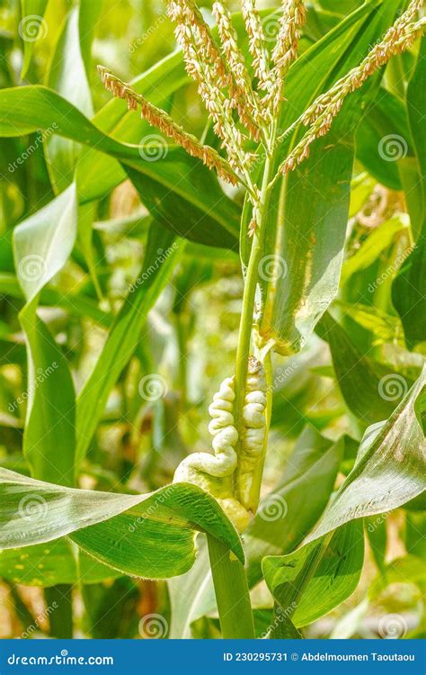 Common of corn stock image. Image of downy, countryside - 230295731