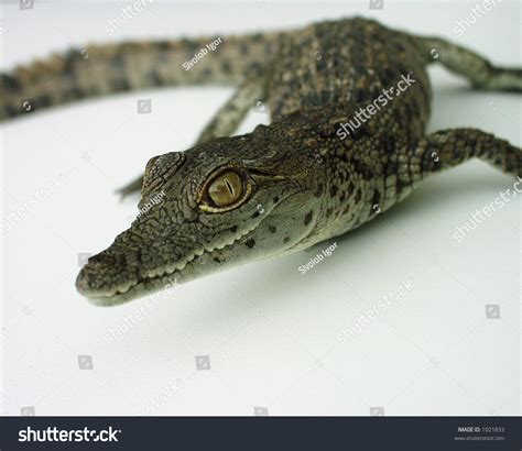 Little Crocodile Image Contains Some Noise Stock Photo 1021833 ...