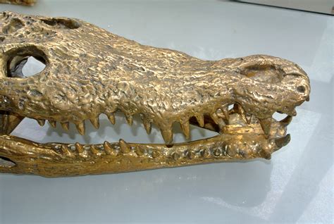 50 cm long large Crocodile skull solid brass large heavy decoration stunning hand made statue ...