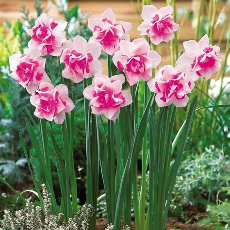 Pink daffodils. Love these. | Daffodil flower, Bonsai flower, Narcissus ...