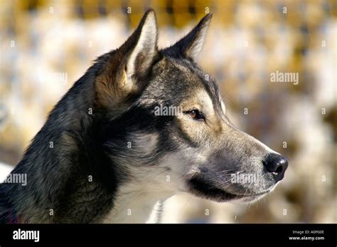 Husky dog face Stock Photo - Alamy