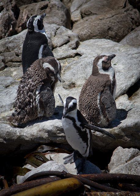 Penguins at Betty's Bay | South africa, Penguins, Africa