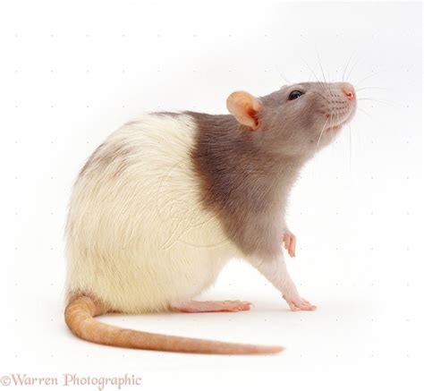 Pet rats, Hooded rat, Rats