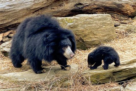 Sloth Bear Cubs