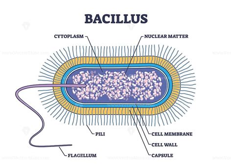 Bacillus anatomy with microscopic microbe medical structure outline diagram - VectorMine