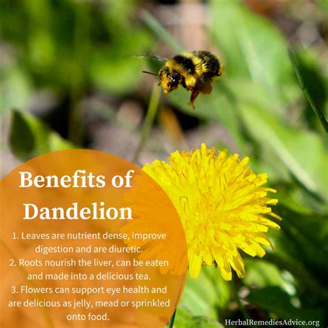 Dandelion Herb Benefits