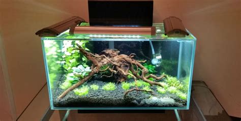 Fluval Edge 6 Gallon Aquarium - Reviews On Fluval Fish Tanks 2019