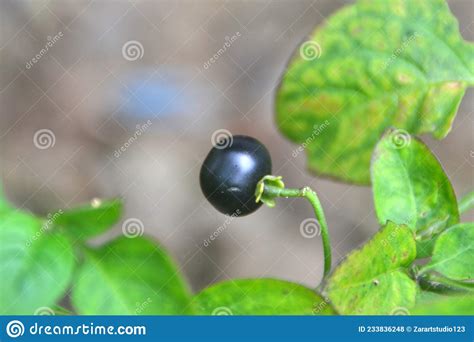 Leunca Plant Stock Photos - Free & Royalty-Free Stock Photos from Dreamstime