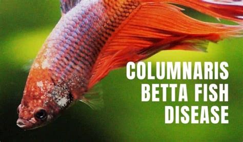 Betta Columnaris Treatment Guide (Saddleback Disease)