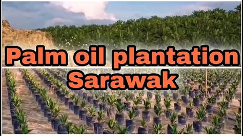 Sawit / Palm Oil Plantation Sarawak - YouTube