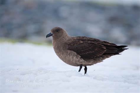 Brown skua in Antarctica, Stercorarius antarctica photo, Cuverville Island, Antarctic Peninsula