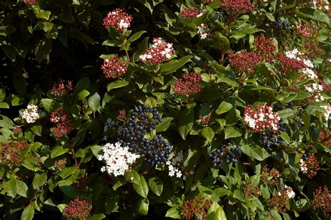 Viburnum tinus - Riverside Garden Centre