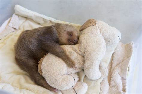 How much do sloths sleep? - The Sloth Conservation Foundation