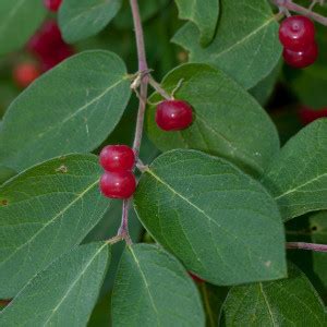 Bush honeysuckle berries - Western Pennsylvania Conservancy