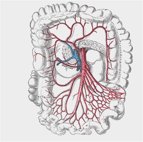 P4226 – Superior Mesenteric Artery & Branches (Isolated) | Prosections