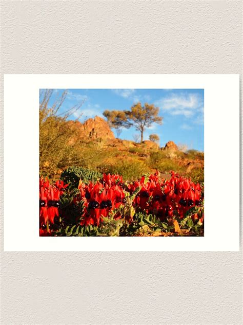 "Sturt's Desert Pea" Art Print for Sale by PaulaMcManus | Redbubble