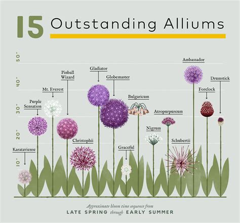 Planning Guide for Alliums - Longfield Gardens