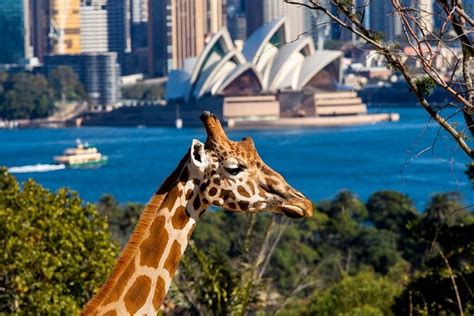 Sydney Taronga Zoo General Entry Ticket 2024