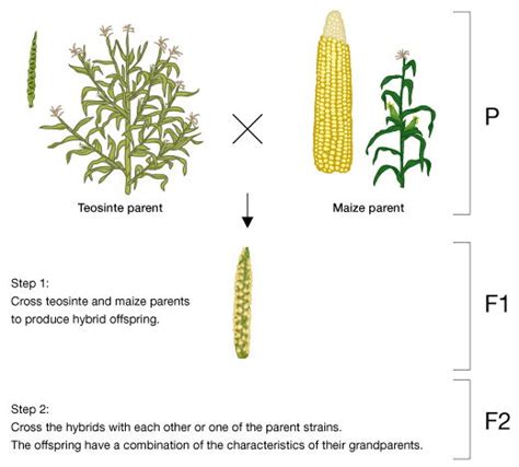 Evolution of Corn