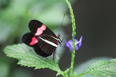 Red Passion Flower Butterfly Stock Photo - Image of america, heliconius: 83704772